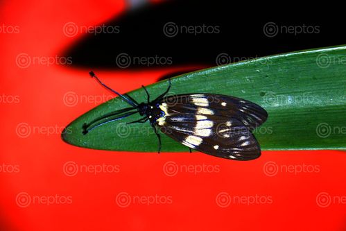 Find  the Image butterfly,image,nature,photo#,stock,image#,nepal#photography,sita,mayashrestha  and other Royalty Free Stock Images of Nepal in the Neptos collection.