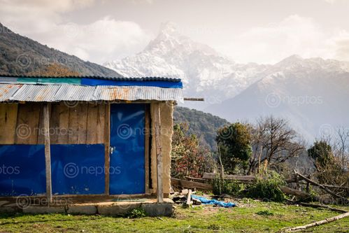 Find  the Image typical,nepali,house,machhapuchchhre,himal,background  and other Royalty Free Stock Images of Nepal in the Neptos collection.