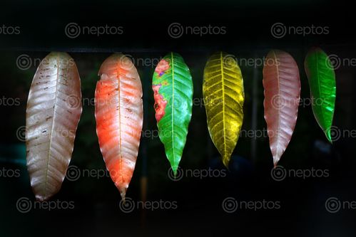 Find  the Image mango,leaf,creative,photography,stockimage#,nepalphotography#,sitamayashrestha  and other Royalty Free Stock Images of Nepal in the Neptos collection.