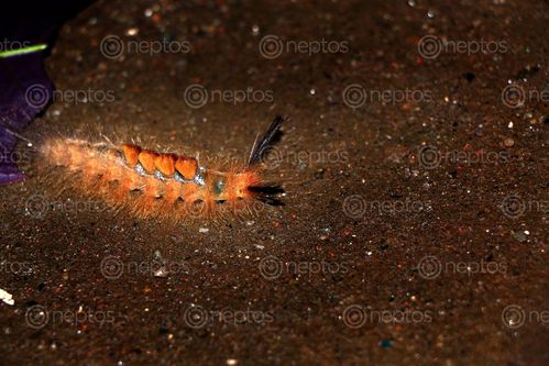 Find  the Image caterpillar,photography#stock,image#nepalphotography#sita,maya,shrestha  and other Royalty Free Stock Images of Nepal in the Neptos collection.