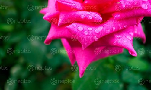 Find  the Image water,droplets,rose,day,rain  and other Royalty Free Stock Images of Nepal in the Neptos collection.