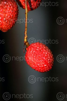 Find  the Image fresh,lychee,fruit,photography,#stock,image,nepalphotography#sitamayashrestha  and other Royalty Free Stock Images of Nepal in the Neptos collection.