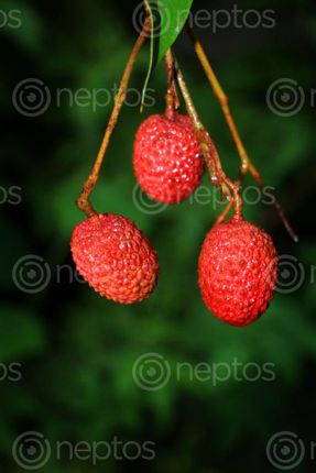 Find  the Image fresh,lychee,fruit,photography,#stock,image,nepalphotography#sitamayashrestha  and other Royalty Free Stock Images of Nepal in the Neptos collection.