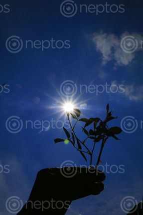 Find  the Image creative,rose,leafs,sun,photography,stock,image,nepal_photography,sita,maya,shrestha  and other Royalty Free Stock Images of Nepal in the Neptos collection.