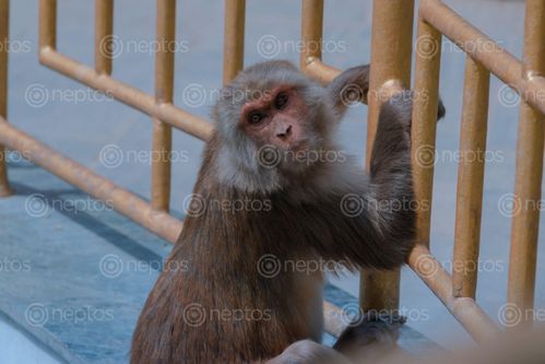 Find  the Image monkey,swayambhunath,holding,fence,world,peace,pond  and other Royalty Free Stock Images of Nepal in the Neptos collection.
