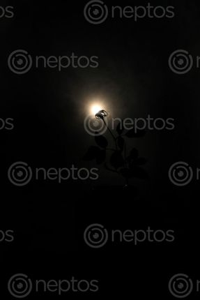 Find  the Image rose,leafs,sunlight,photo,stock,image#,nepal_photography#,sita,maya,shrestha  and other Royalty Free Stock Images of Nepal in the Neptos collection.