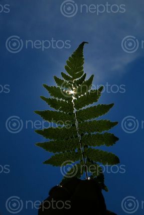 Find  the Image leaf,sunlight,photography,stock,image#,nepal_photography#,sita,maya,shrestha  and other Royalty Free Stock Images of Nepal in the Neptos collection.