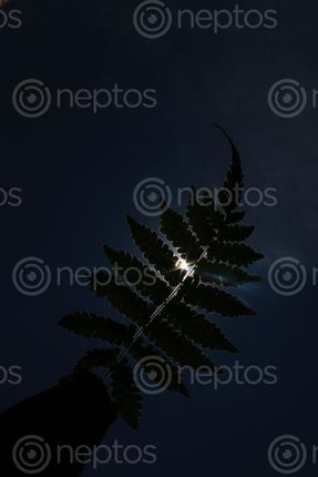 Find  the Image leaf,sunlight,photography,stock,image#,nepal_photography#,sita,maya,shrestha  and other Royalty Free Stock Images of Nepal in the Neptos collection.
