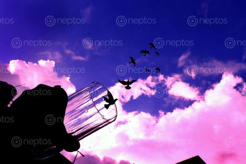 Find  the Image creative,idea,cloud,glass,fly,birds,#stock,image#,nepal,photography#,sita,mayashrestha  and other Royalty Free Stock Images of Nepal in the Neptos collection.