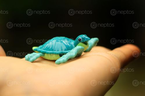 Find  the Image tortoise,toy#,childs,toy#stockimage#,nepal_photography#,sitamayashrestha  and other Royalty Free Stock Images of Nepal in the Neptos collection.
