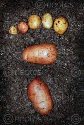 Find  the Image foot,step#,potato,creative,photography#,stock,image#,nepal_photographyby,sita,maya,shrestha  and other Royalty Free Stock Images of Nepal in the Neptos collection.
