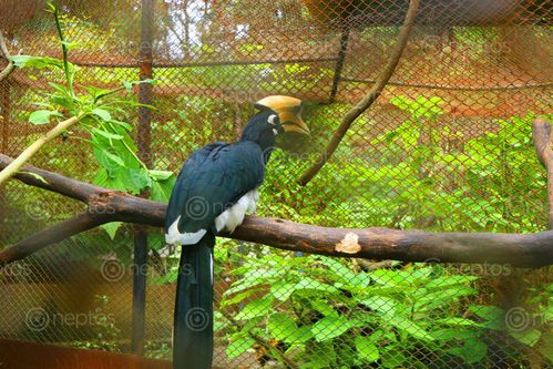 Find  the Image bird,jawalakhel,zoo,|nepal,#stock,image,/nepal_photographyby,sita,maya,shrestha  and other Royalty Free Stock Images of Nepal in the Neptos collection.