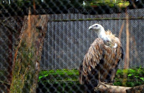 Find  the Image vulture,bird,/jawalakhel,zoo,|,nepal,stock,image,/nepal_photography,sitamaya,shrestha  and other Royalty Free Stock Images of Nepal in the Neptos collection.