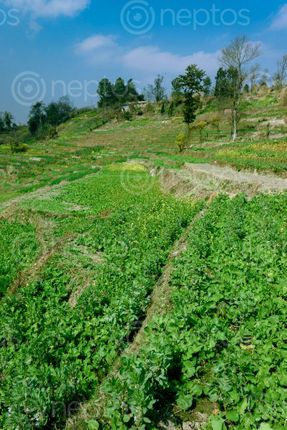 Find  the Image plantation,vegetables,village,nepal  and other Royalty Free Stock Images of Nepal in the Neptos collection.