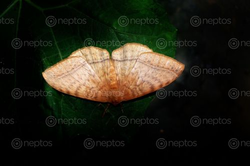 Find  the Image butterfly,stock,image,nepal,photographyby,sita,maya,shrestha  and other Royalty Free Stock Images of Nepal in the Neptos collection.