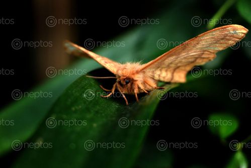 Find  the Image butterfly,stock,image,nepal,photographyby,sita,maya,shrestha  and other Royalty Free Stock Images of Nepal in the Neptos collection.