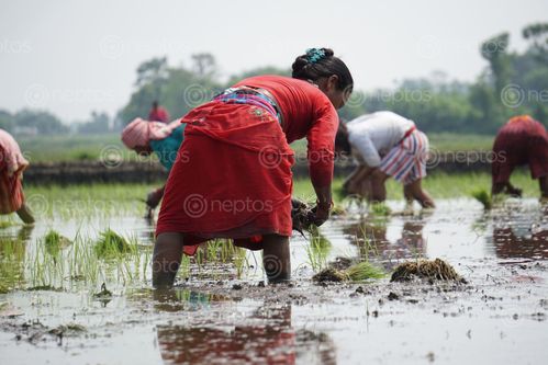 Find  the Image women,working,farmland,chitwan,nepal  and other Royalty Free Stock Images of Nepal in the Neptos collection.