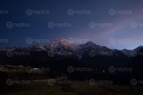 Find  the Image annapurna,south,dawn  and other Royalty Free Stock Images of Nepal in the Neptos collection.