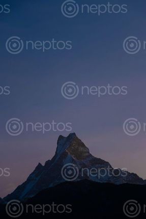 Find  the Image mt,machhapuchare,sunrise  and other Royalty Free Stock Images of Nepal in the Neptos collection.