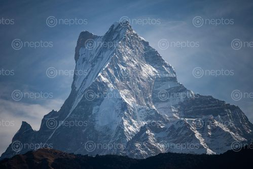 Find  the Image closeup,mt,machhapuchare  and other Royalty Free Stock Images of Nepal in the Neptos collection.