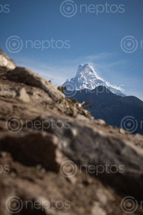 Find  the Image mt,machhapuchare,ghandruk  and other Royalty Free Stock Images of Nepal in the Neptos collection.