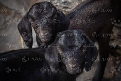 Find  the Image baby,goats,stand  and other Royalty Free Stock Images of Nepal in the Neptos collection.