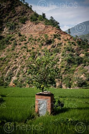 Find  the Image tree,grows,top,toilet,sindhuli  and other Royalty Free Stock Images of Nepal in the Neptos collection.