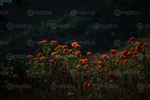 Find  the Image orange,flowers,pictured,nature  and other Royalty Free Stock Images of Nepal in the Neptos collection.