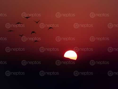 Find  the Image birds,flying,formation,sunset  and other Royalty Free Stock Images of Nepal in the Neptos collection.