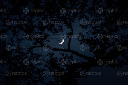 Find  the Image crescent,moon,pictured,trees,night  and other Royalty Free Stock Images of Nepal in the Neptos collection.