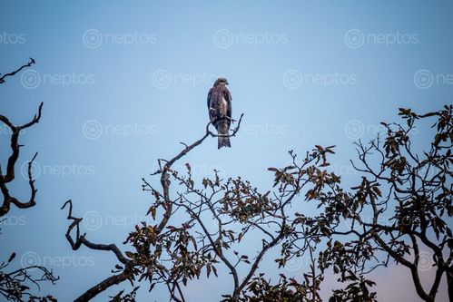 Find  the Image eagle,sits,top,branch,tree,swayambhu  and other Royalty Free Stock Images of Nepal in the Neptos collection.