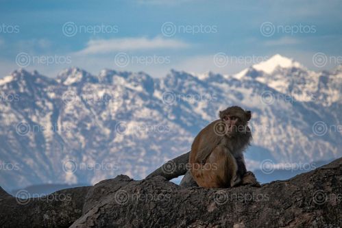 Find  the Image monkey,sits,front,snow,capped,hills,mountains,swayambhu  and other Royalty Free Stock Images of Nepal in the Neptos collection.