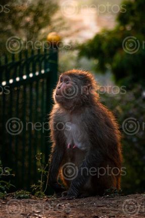 Find  the Image monkey,stares,distance,swayambhu  and other Royalty Free Stock Images of Nepal in the Neptos collection.