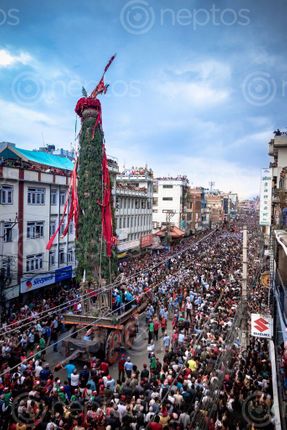 Find  the Image rato,machhindranath,rath,pulled,crowd,kumaripati,lalitpur  and other Royalty Free Stock Images of Nepal in the Neptos collection.