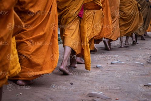 Find  the Image line,young,monks,walk,barefeet,path  and other Royalty Free Stock Images of Nepal in the Neptos collection.