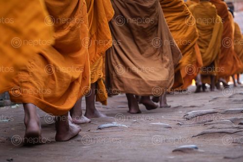 Find  the Image footsteps,young,monks,walking,barefoot,path  and other Royalty Free Stock Images of Nepal in the Neptos collection.