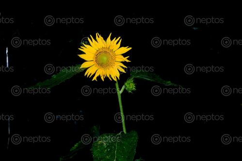 Find  the Image sunflower,stock,image#,nightshoot#,nepal,_photographyby,sita,maya,shrestha  and other Royalty Free Stock Images of Nepal in the Neptos collection.