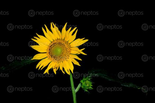 Find  the Image sunflower,stock,image#,nightshoot#,nepal,_photographyby,sita,maya,shrestha  and other Royalty Free Stock Images of Nepal in the Neptos collection.