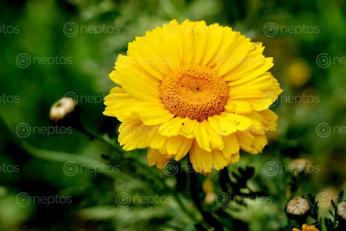Find  the Image godawari#,flower,stock,photo#,nepal_photography,sita,mayashrestha  and other Royalty Free Stock Images of Nepal in the Neptos collection.