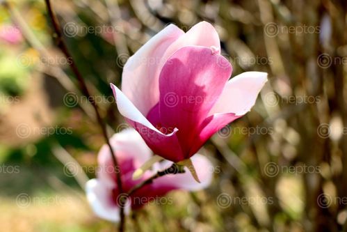 Find  the Image godawari#,flower,stock,photo#,nepal_photography,sita,mayashrestha  and other Royalty Free Stock Images of Nepal in the Neptos collection.
