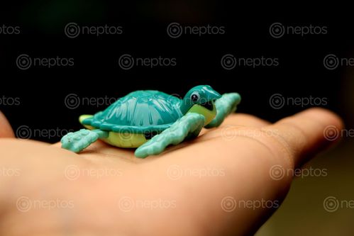 Find  the Image toy,tortoise,image,animal#,stock,image#,nepal_photography#photography,sita,maya,shrestha  and other Royalty Free Stock Images of Nepal in the Neptos collection.