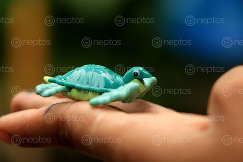 Find  the Image toy,tortoise,image,animal#,stock,image#,nepal_photography#photography,sita,maya,shrestha  and other Royalty Free Stock Images of Nepal in the Neptos collection.