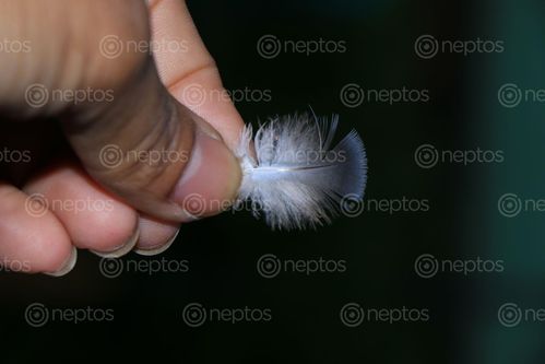 Find  the Image small,feather,pigeon,#stock,image,nepal_photographyby,sita,maya,shrestha  and other Royalty Free Stock Images of Nepal in the Neptos collection.