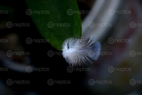 Find  the Image small,feather,pigeon,#stock,image,nepal_photographyby,sita,maya,shrestha  and other Royalty Free Stock Images of Nepal in the Neptos collection.