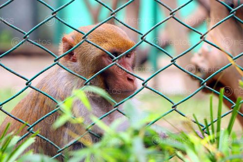 Find  the Image monkey,central,zoo,stock,image,nepal_photography,sita,maya,shrestha  and other Royalty Free Stock Images of Nepal in the Neptos collection.