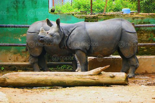 Find  the Image rhinoceros,central,zoo,stock,image,nepal_photography,sita,maya,shrestha  and other Royalty Free Stock Images of Nepal in the Neptos collection.