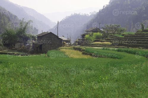 Find  the Image phinamtar,village,gorkha,nepal  and other Royalty Free Stock Images of Nepal in the Neptos collection.