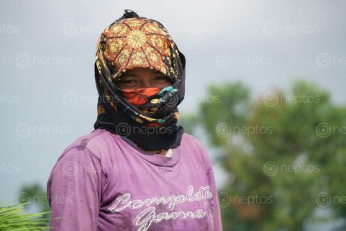 Find  the Image gurung,lady,covering,face,scarf,due,covid-19,fear,working,farmland,chitwan,nepal  and other Royalty Free Stock Images of Nepal in the Neptos collection.