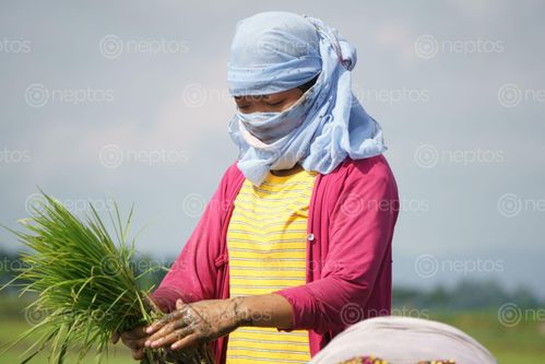 Find  the Image girl,covering,face,scarf,due,covid-19,fear,working,farmland,chitwan,nepal  and other Royalty Free Stock Images of Nepal in the Neptos collection.
