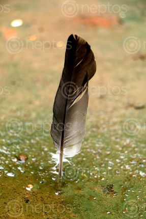 Find  the Image pigeon,feather,stock,iamge#,nepal_photography,sita,maya,shrestha  and other Royalty Free Stock Images of Nepal in the Neptos collection.